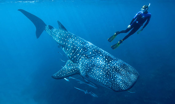 WHALE SHARKS MEXICO